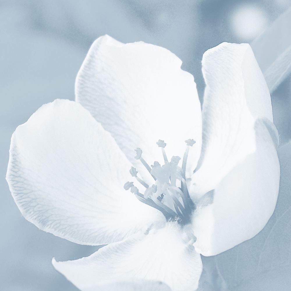 Blooming Love 1 art print by Marcus Prime for $57.95 CAD