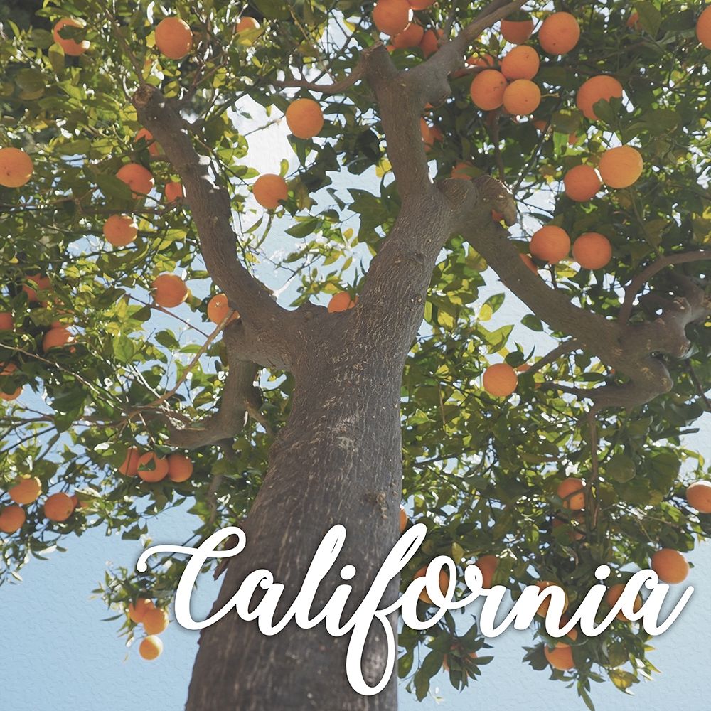 California Orange 1 art print by Marcus Prime for $57.95 CAD