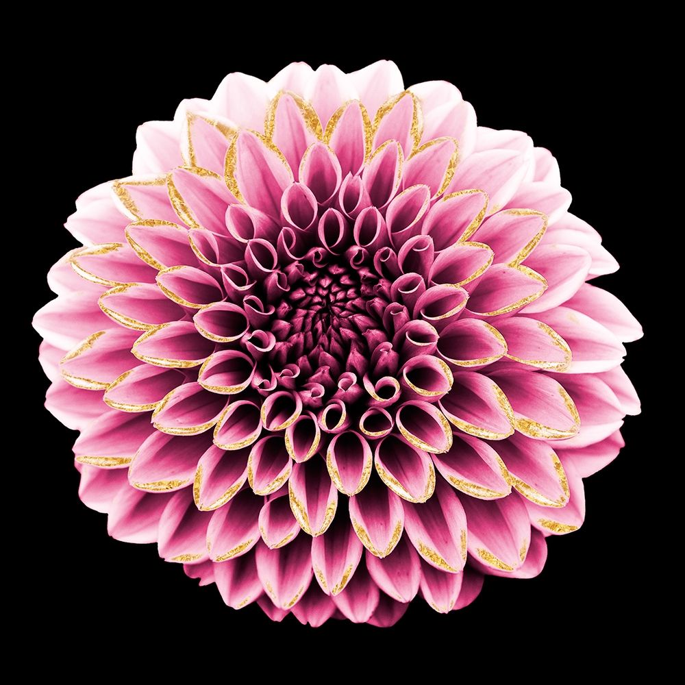 Dahlia Embrace 1 art print by Marcus Prime for $57.95 CAD