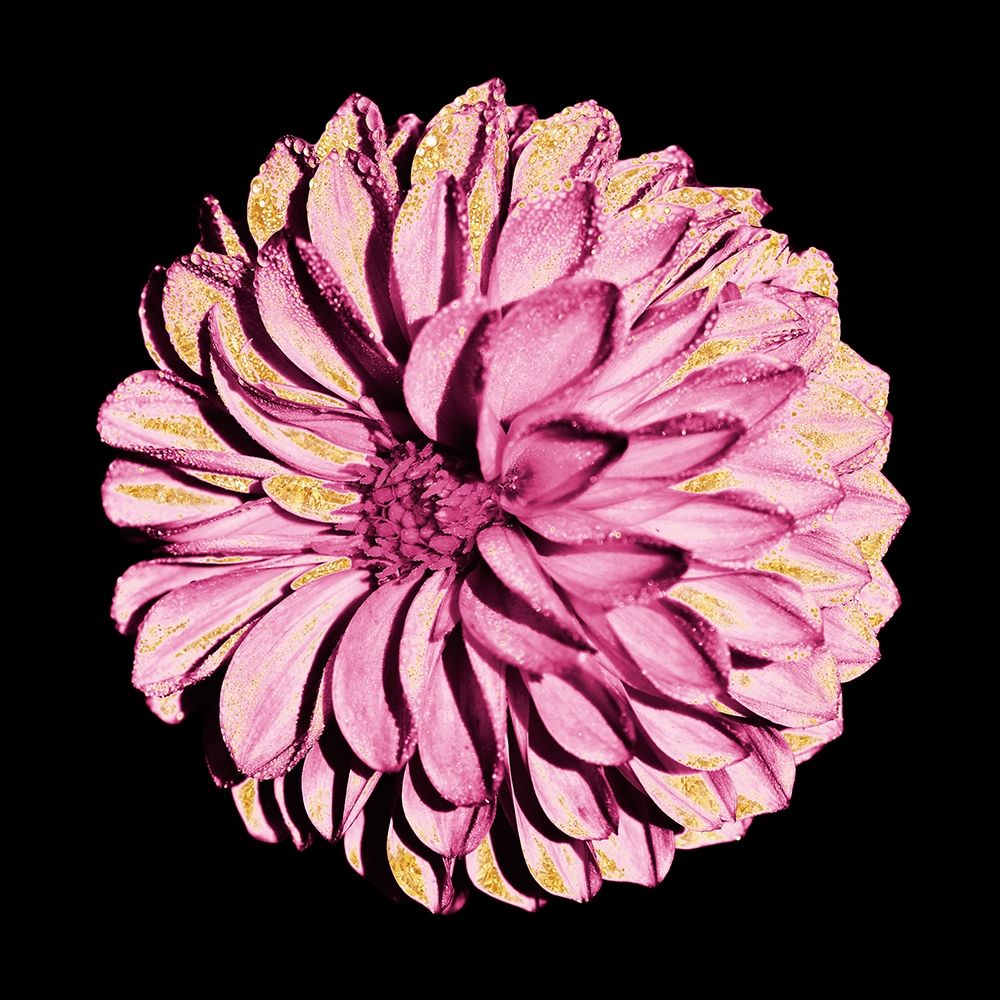 Dahlia Embrace 2 art print by Marcus Prime for $57.95 CAD