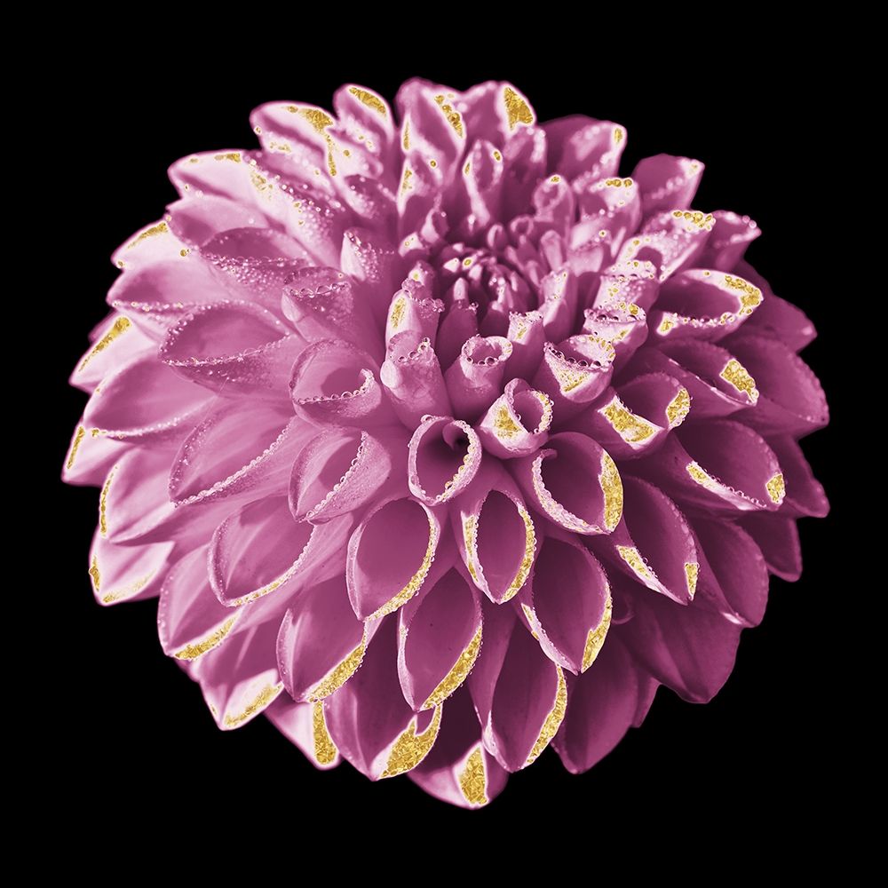 Dahlia Embrace 3 art print by Marcus Prime for $57.95 CAD