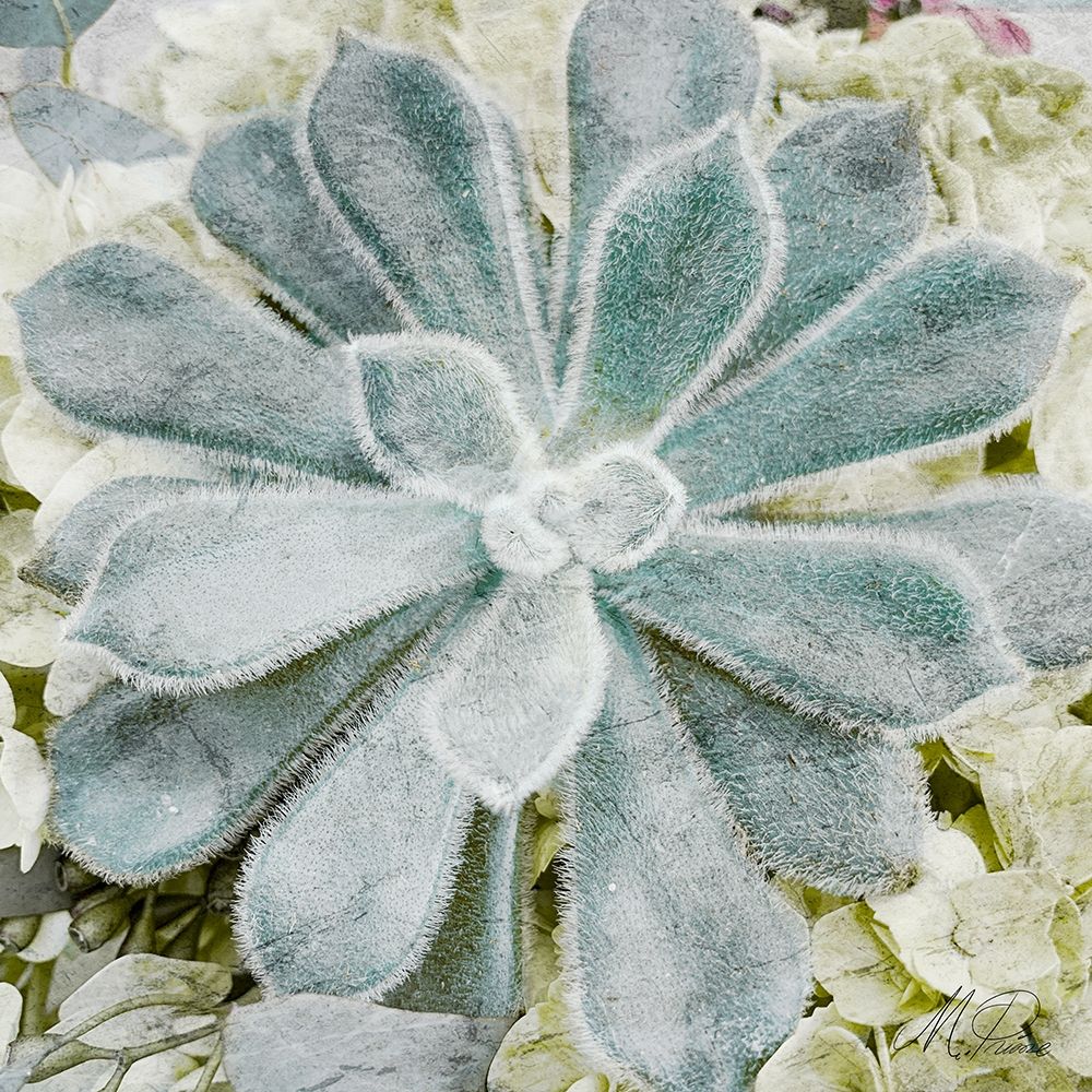 Adored Succulents art print by Marcus Prime for $57.95 CAD