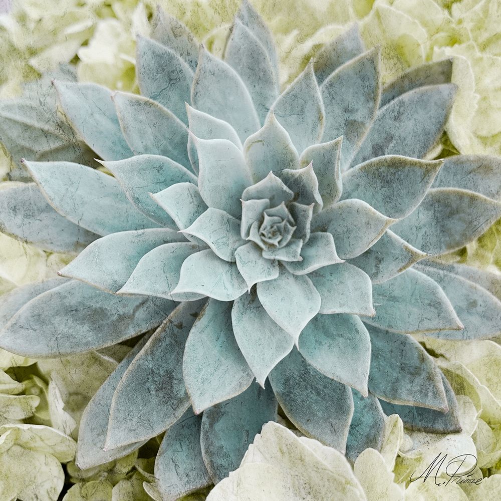 Adored Succulents 2 art print by Marcus Prime for $57.95 CAD