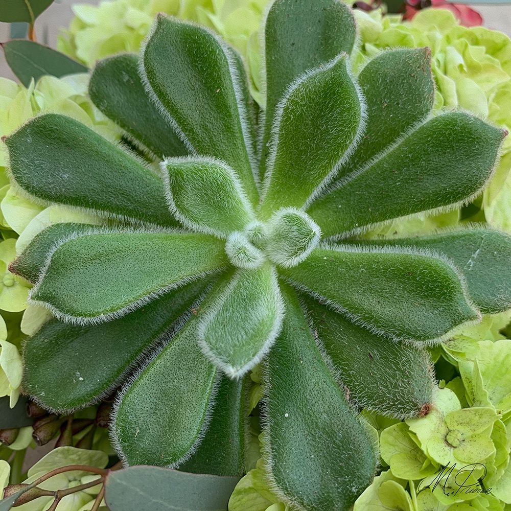 Adored Succulents 4 art print by Marcus Prime for $57.95 CAD