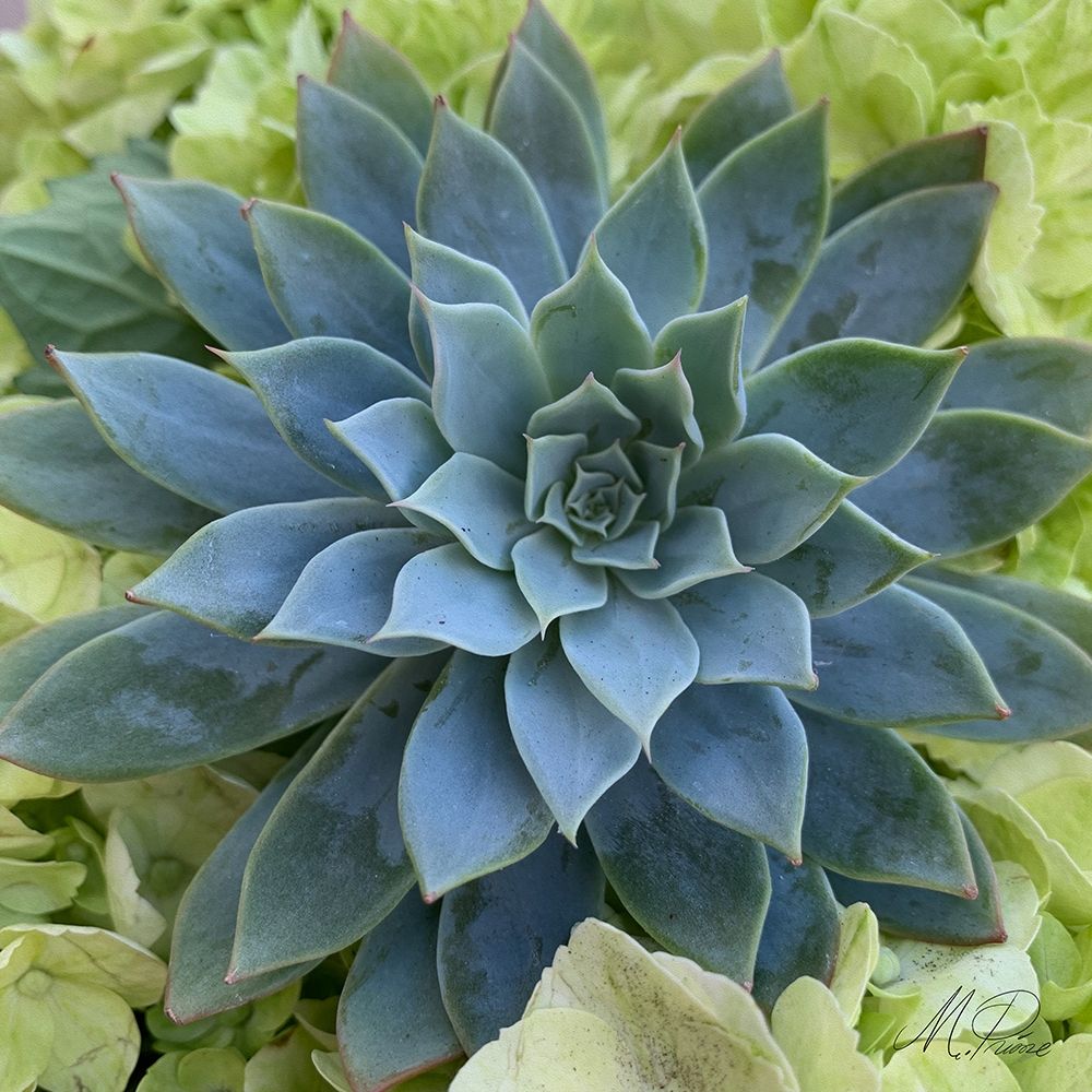 Adored Succulents 4 art print by Marcus Prime for $57.95 CAD