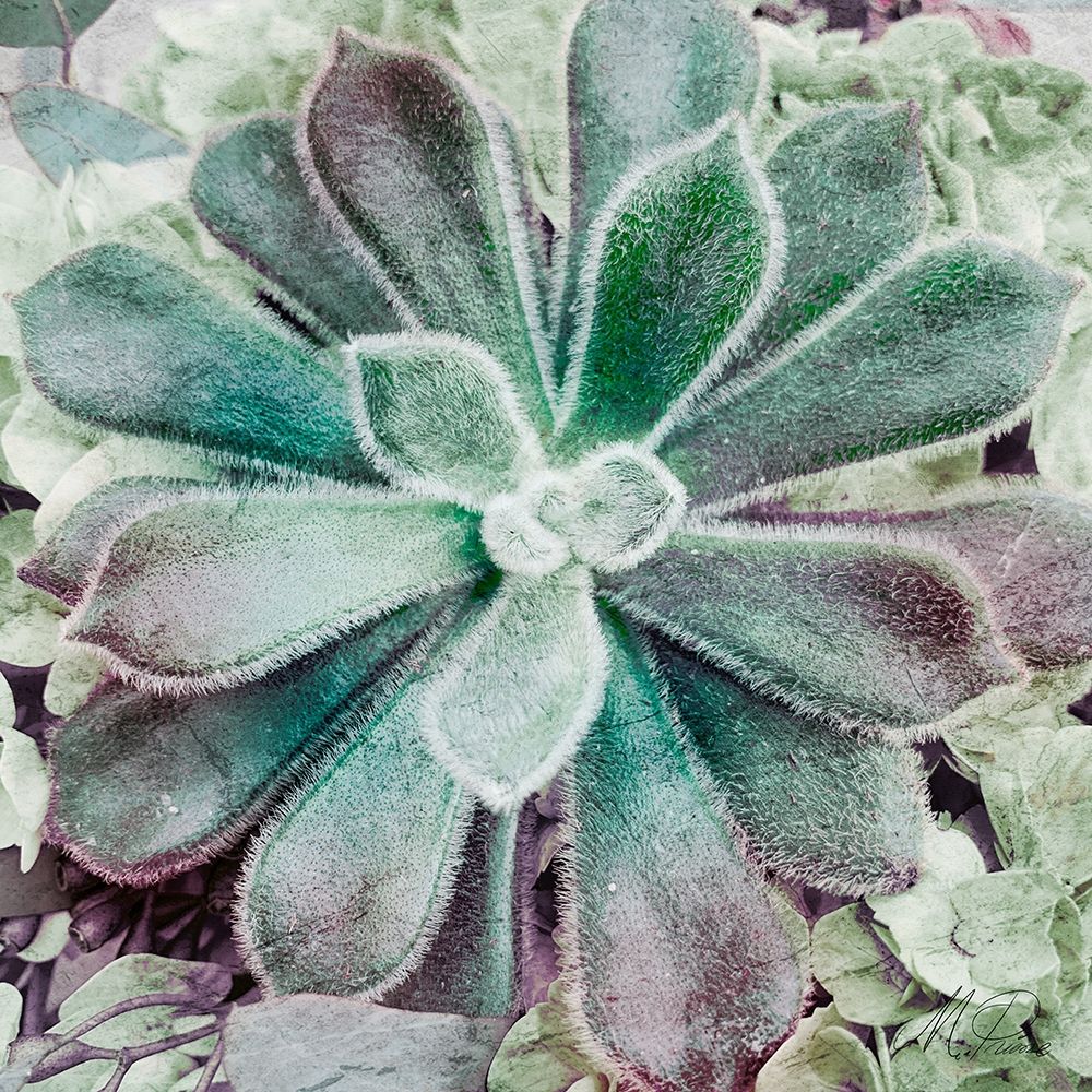Springtime Succulents 1 art print by Marcus Prime for $57.95 CAD