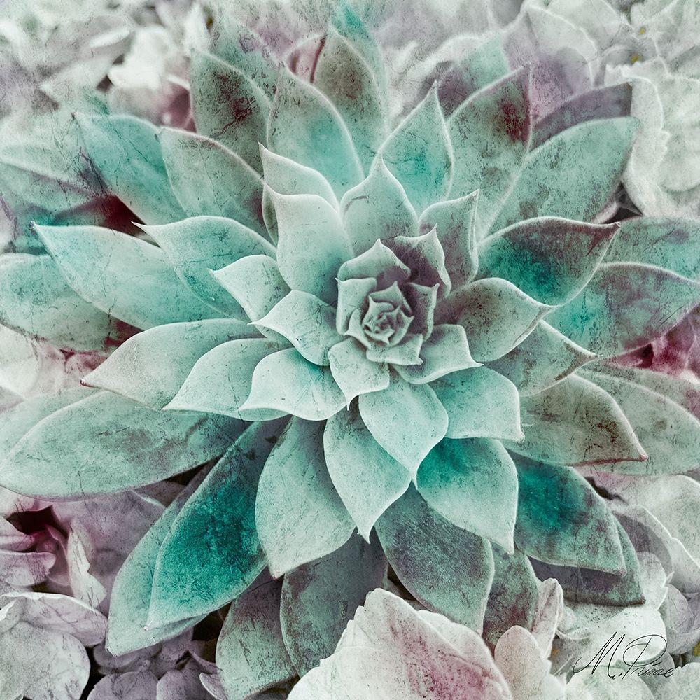 Springtime Succulents 2 art print by Marcus Prime for $57.95 CAD