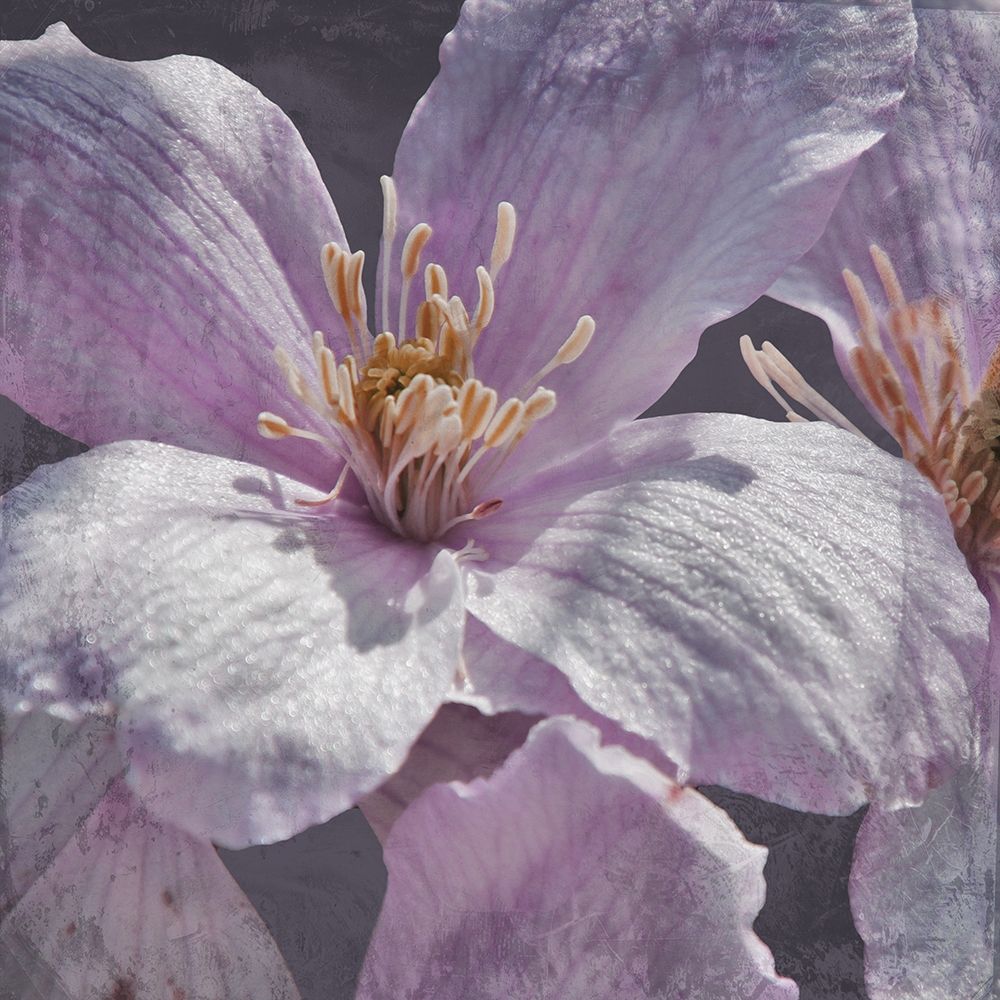 Lavender Explosion 1 art print by Marcus Prime for $57.95 CAD