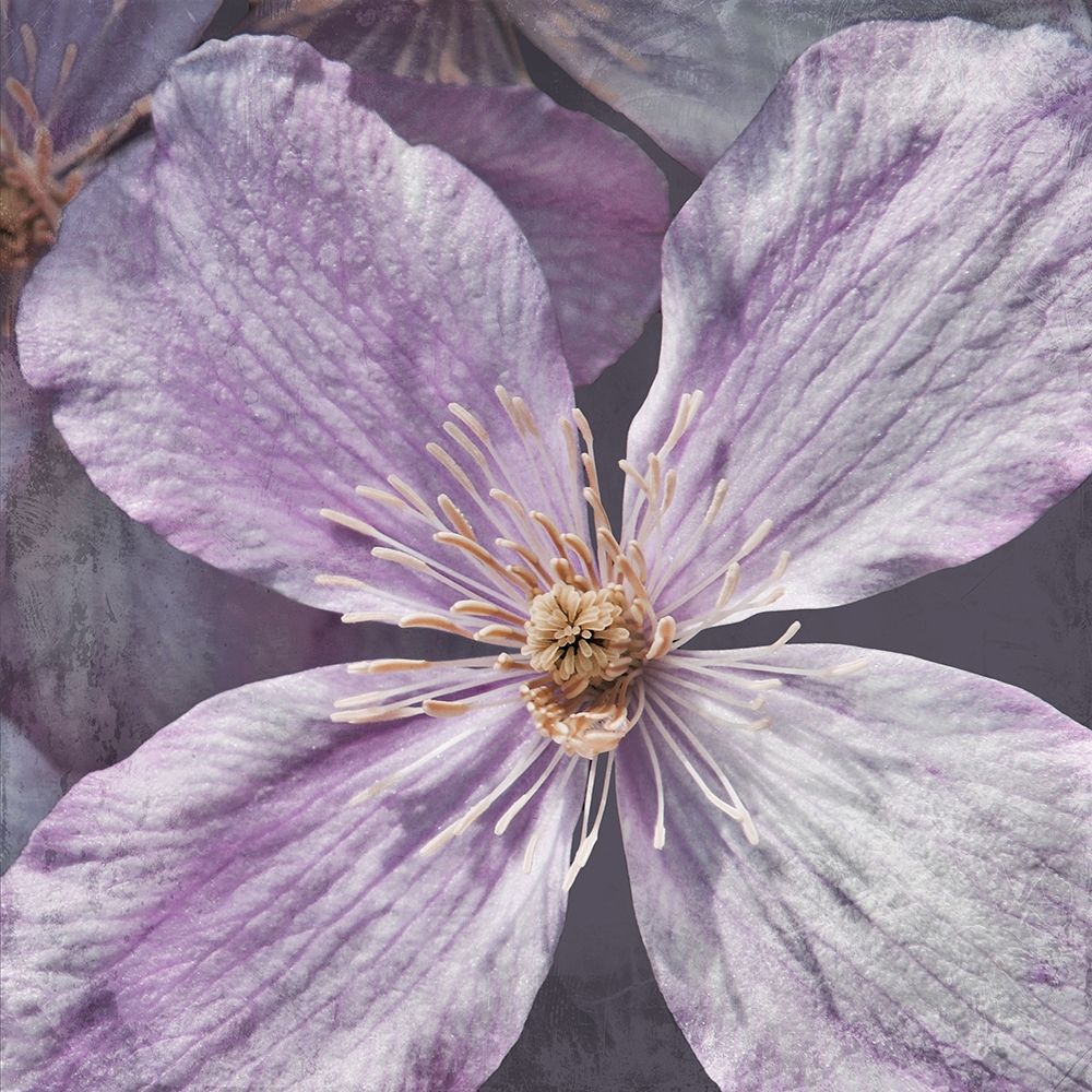 Lavender Explosion 2 art print by Marcus Prime for $57.95 CAD