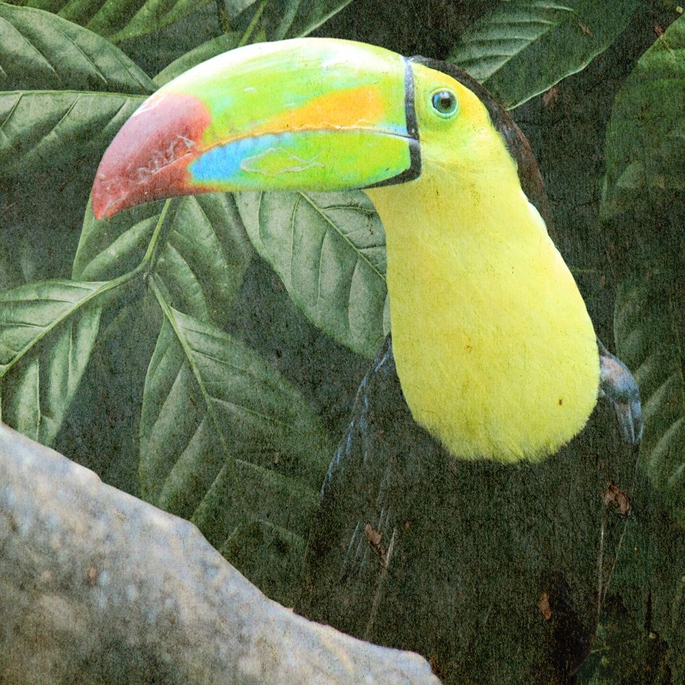 Sam Toucan art print by Marcus Prime for $57.95 CAD