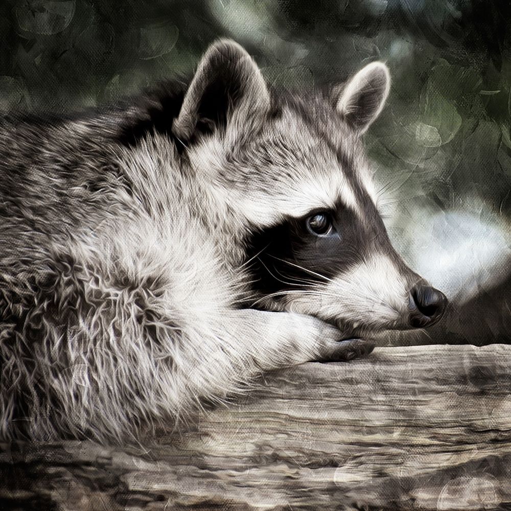 Pondering Raccoon art print by Marcus Prime for $57.95 CAD