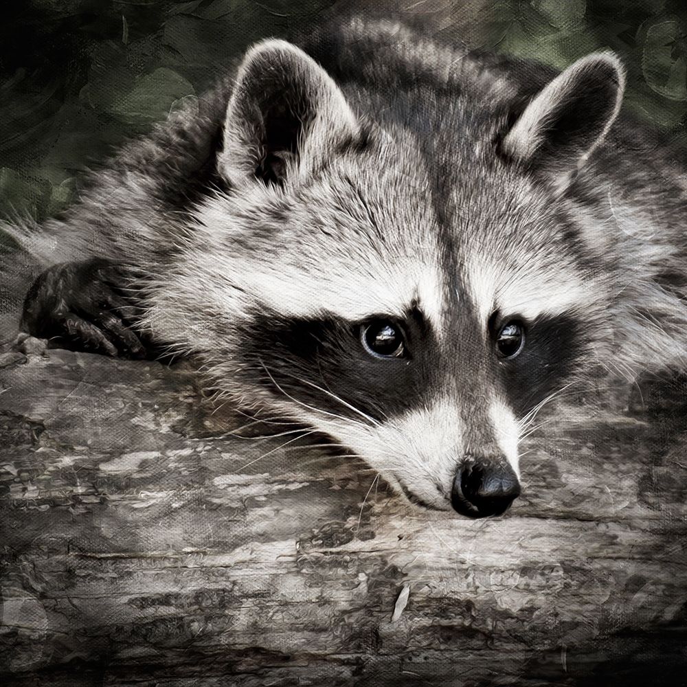 Pondering Raccoon 2 art print by Marcus Prime for $57.95 CAD