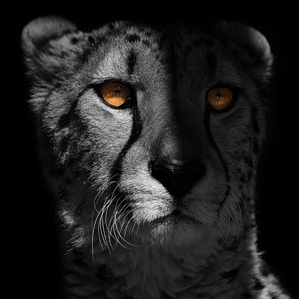 Glaring Gaze 1 art print by Marcus Prime for $57.95 CAD