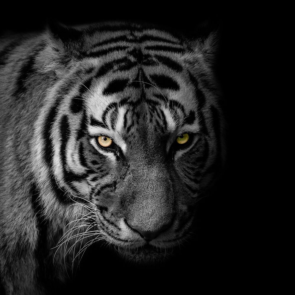 Glaring Gaze 2 art print by Marcus Prime for $57.95 CAD