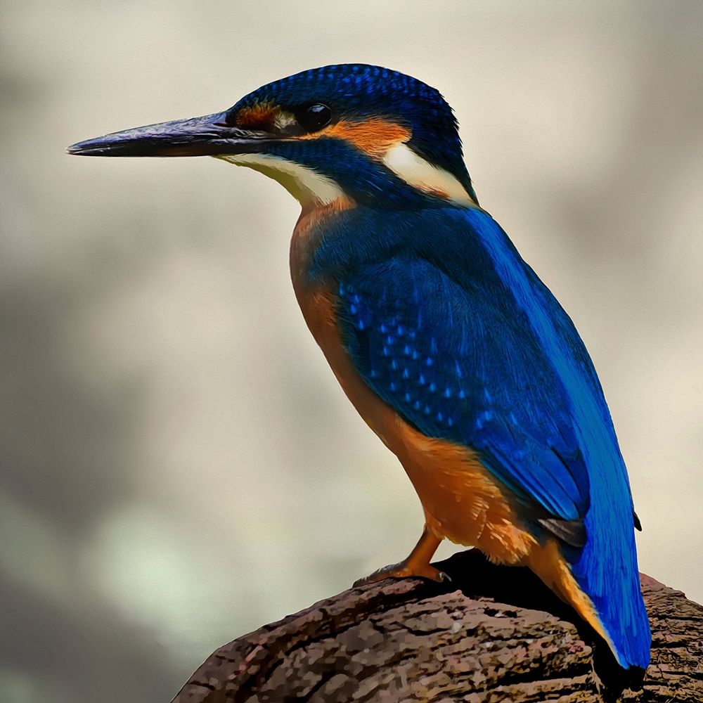 Perching Fellow art print by Marcus Prime for $57.95 CAD