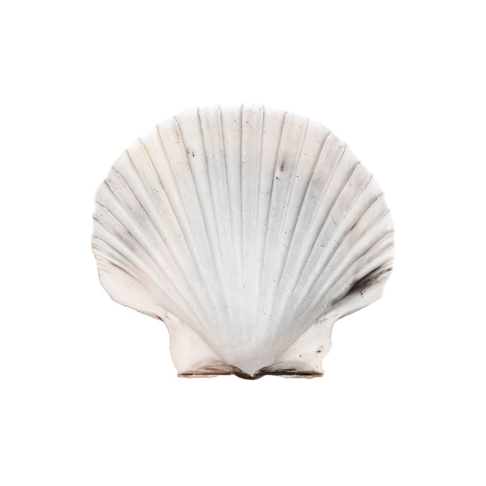 Calming Shell 2 art print by Marcus Prime for $57.95 CAD
