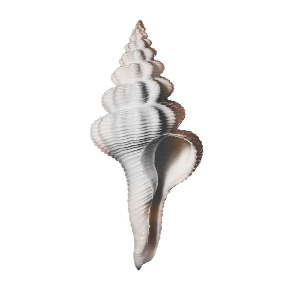 Calming Spiral Shell 2 art print by Marcus Prime for $57.95 CAD