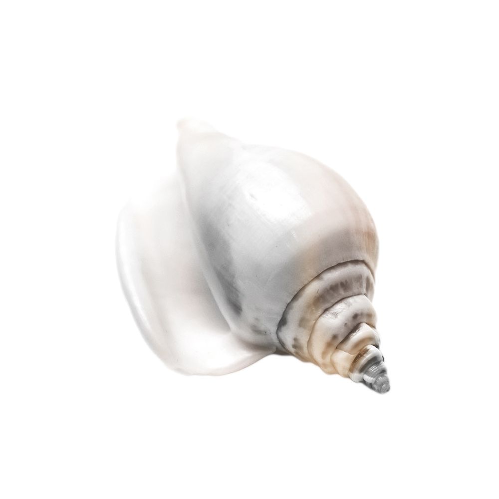 Calming Nautilus Shell 2 art print by Marcus Prime for $57.95 CAD