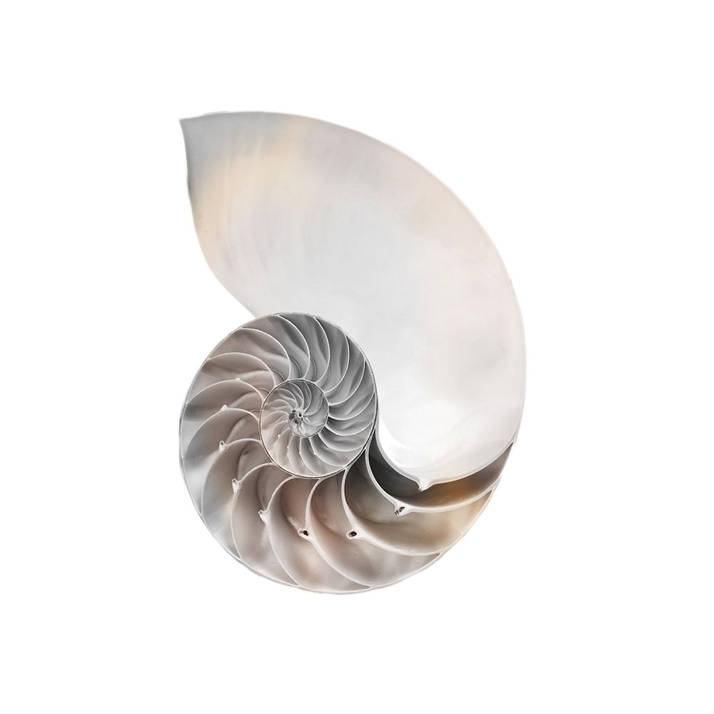 Calming Spiral Shell 2 art print by Marcus Prime for $57.95 CAD