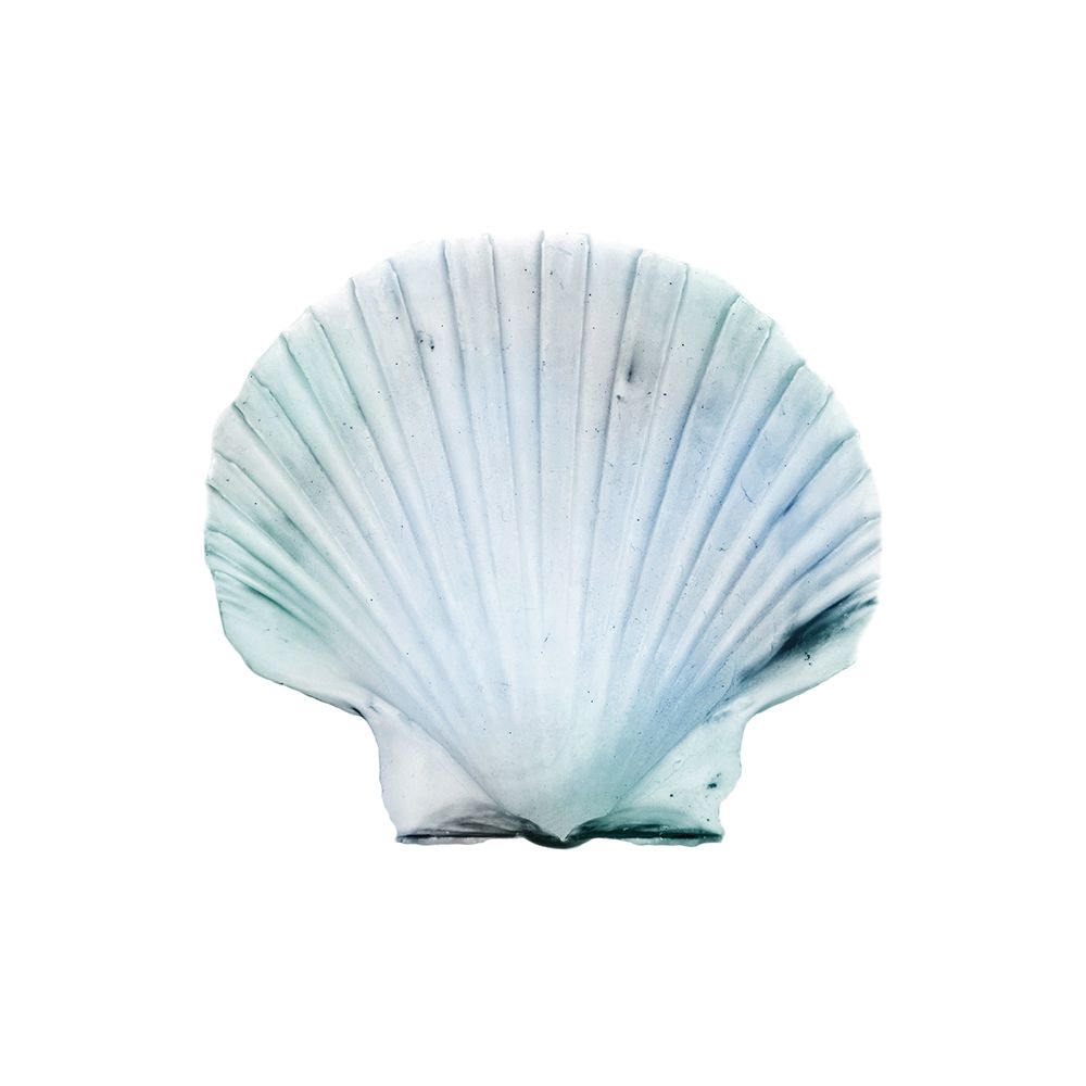 Seaside Shell 1 art print by Marcus Prime for $57.95 CAD