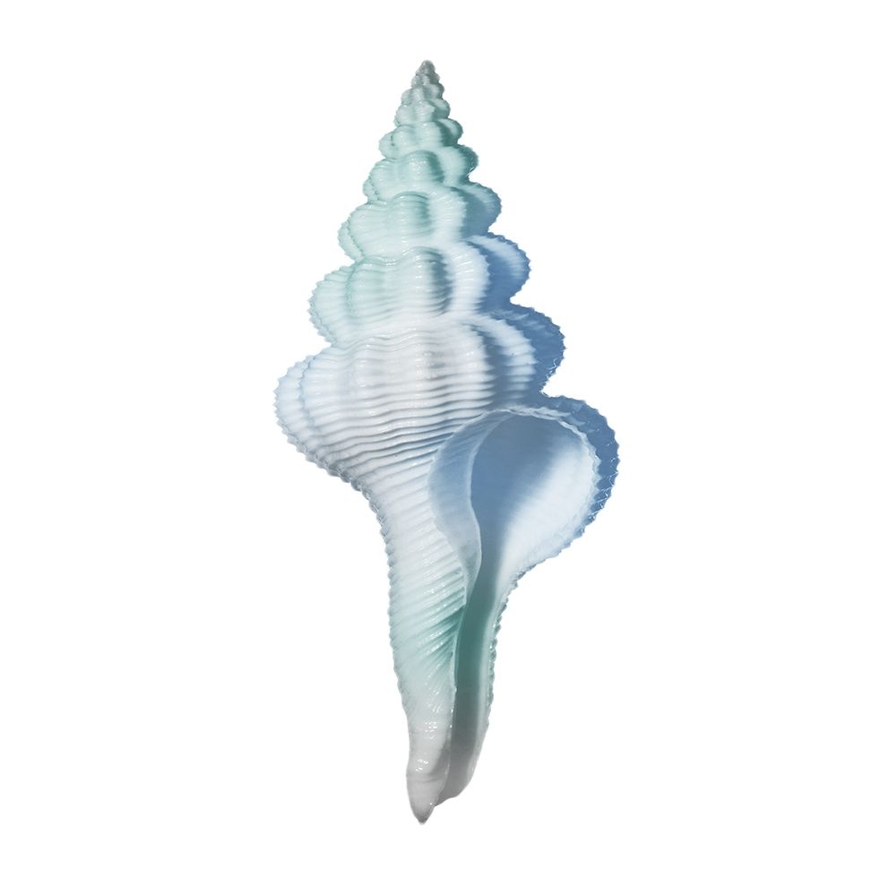 Seaside Shell 2 art print by Marcus Prime for $57.95 CAD