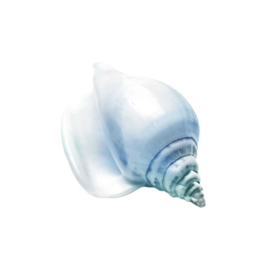 Seaside Shell 3 art print by Marcus Prime for $57.95 CAD