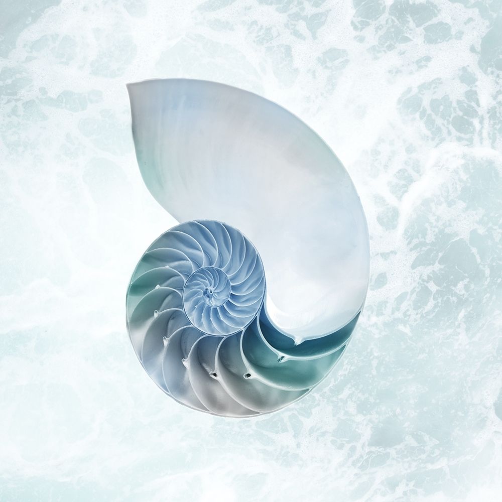 Seaside Infused Shell 4 art print by Marcus Prime for $57.95 CAD