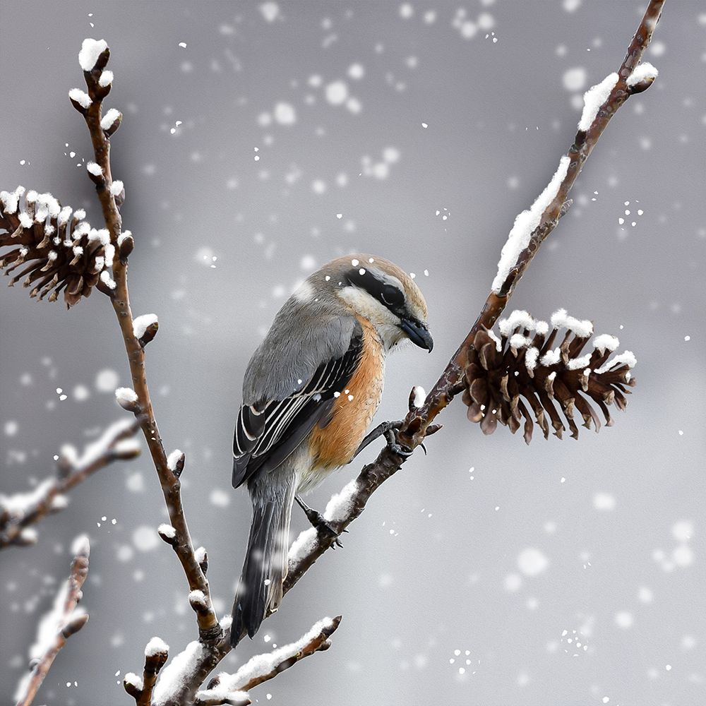 Snow Bird art print by Marcus Prime for $57.95 CAD