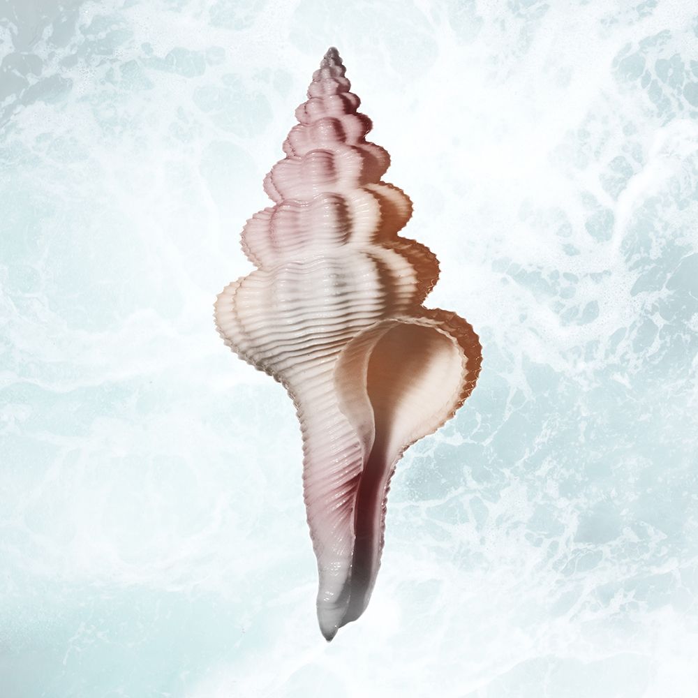 Sunshine Infused Shell 2 art print by Marcus Prime for $57.95 CAD