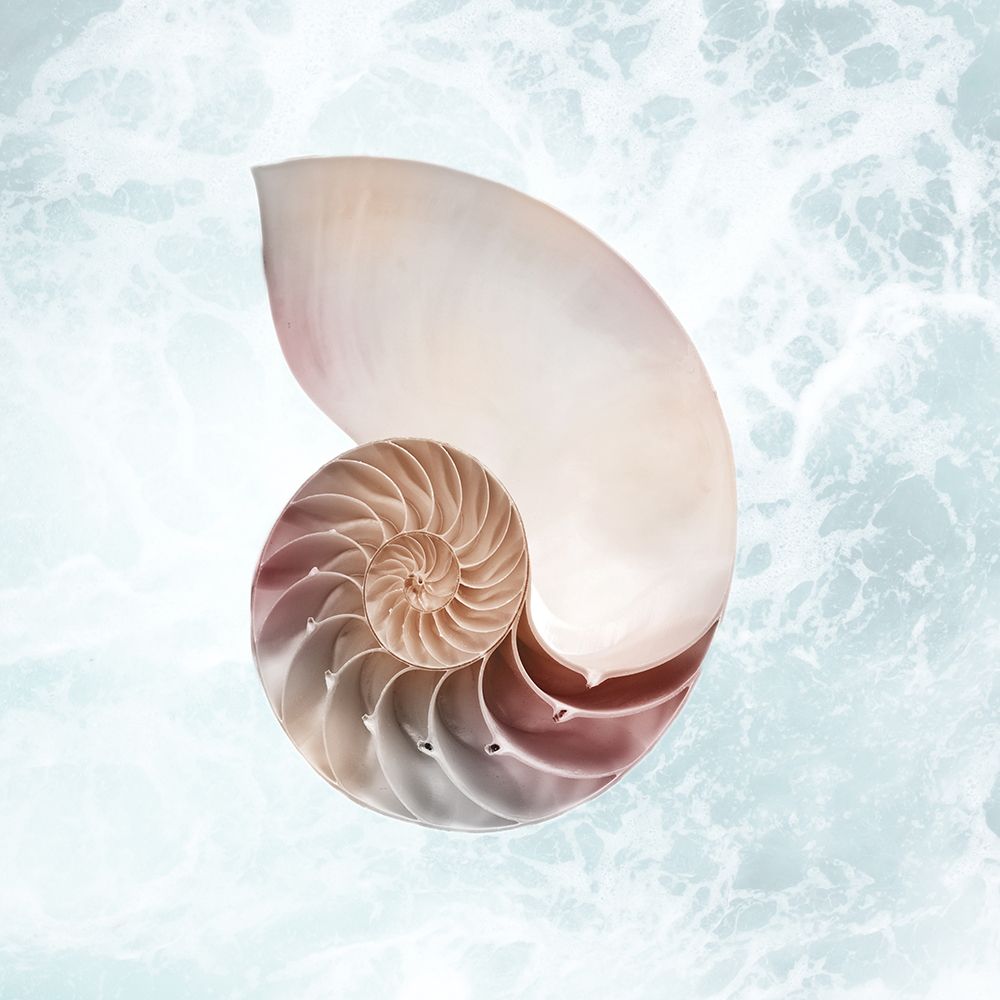Sunshine Infused Shell 4 art print by Marcus Prime for $57.95 CAD