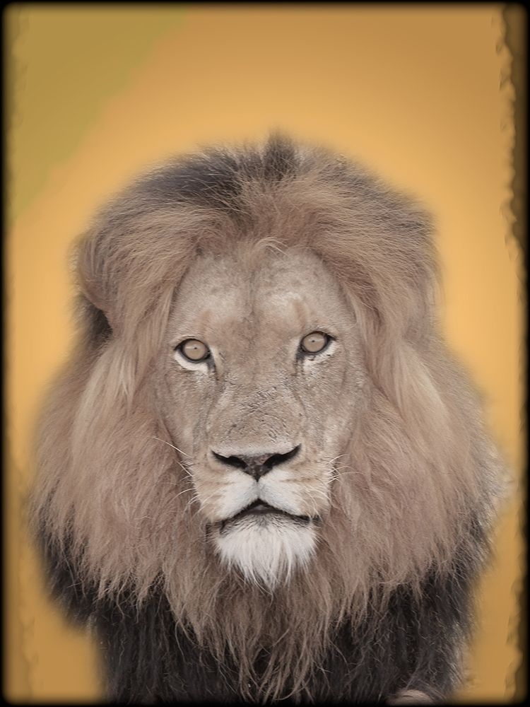 Lion In Thought 2 art print by Marcus Prime for $57.95 CAD