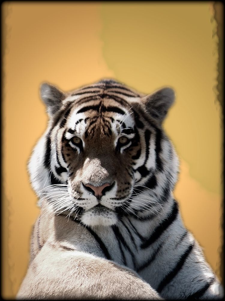 Tiger In Thought 2 art print by Marcus Prime for $57.95 CAD