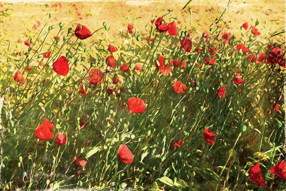 Pack Of Poppies art print by Milli Villa for $57.95 CAD