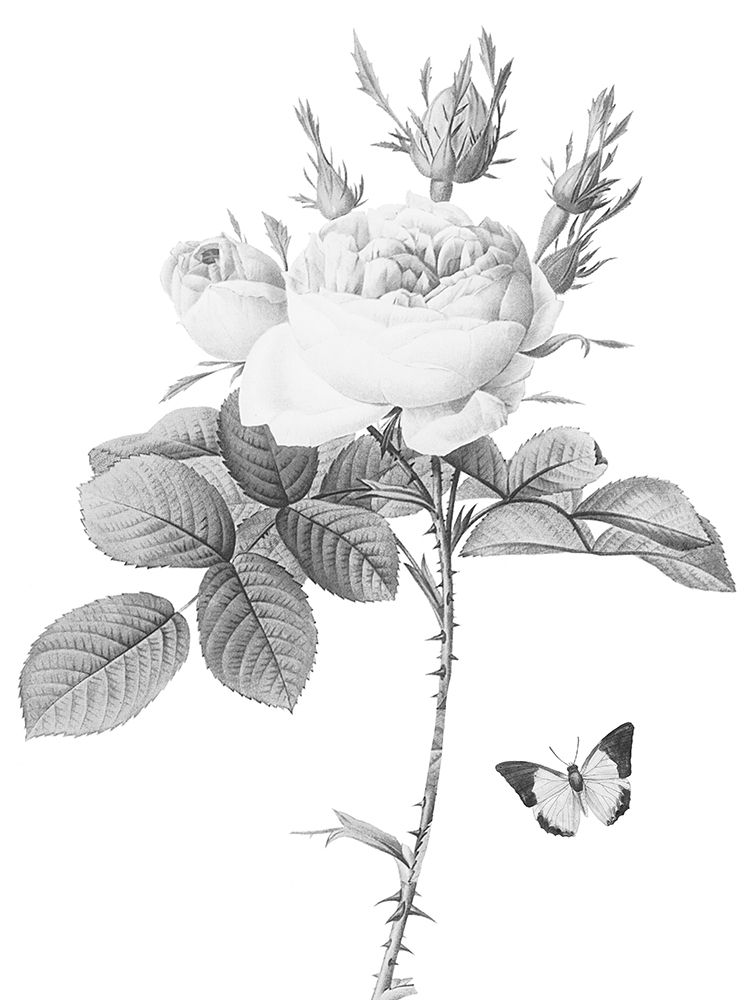 Greyscale Floral art print by Milli Villa for $57.95 CAD