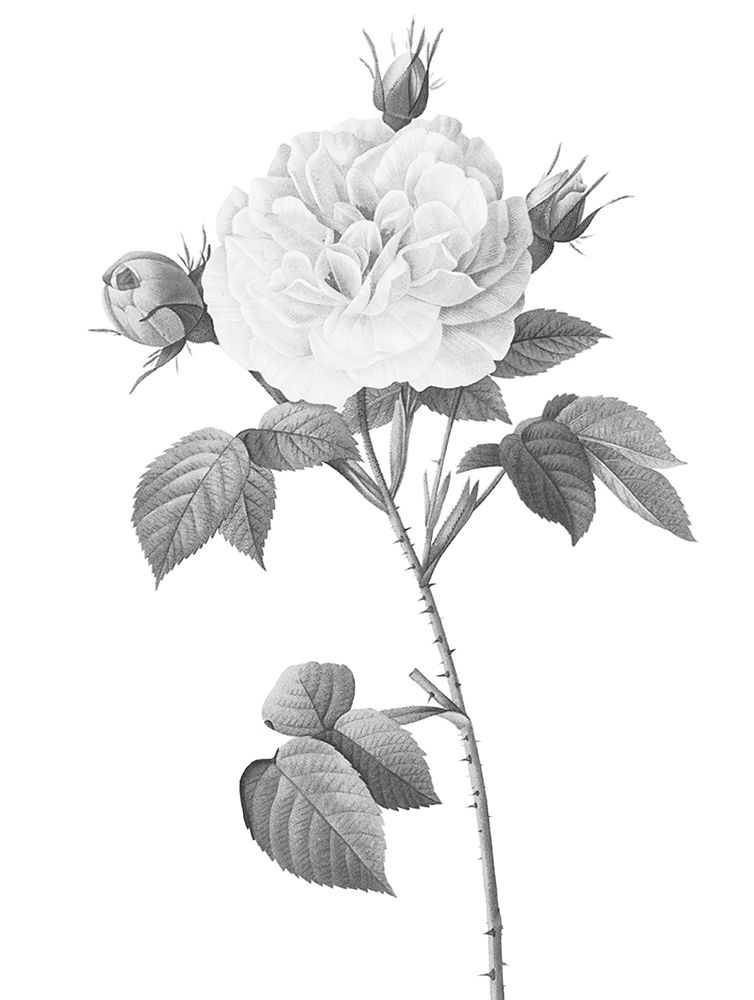 Greyscale Floral Two art print by Milli Villa for $57.95 CAD