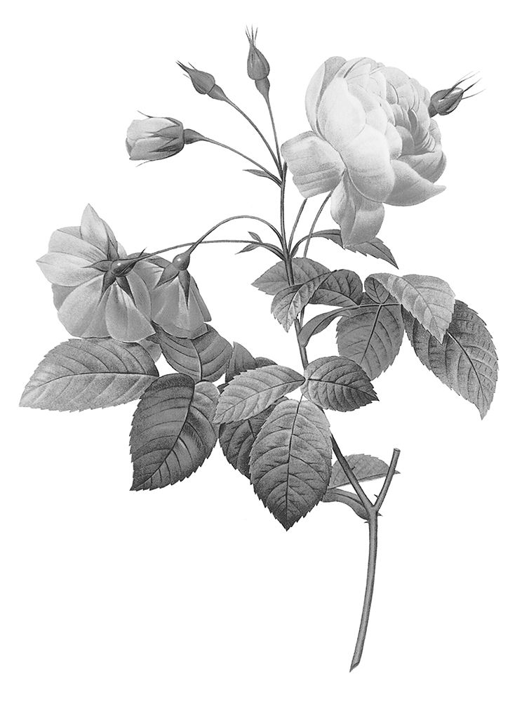Greyscale Floral Three art print by Milli Villa for $57.95 CAD