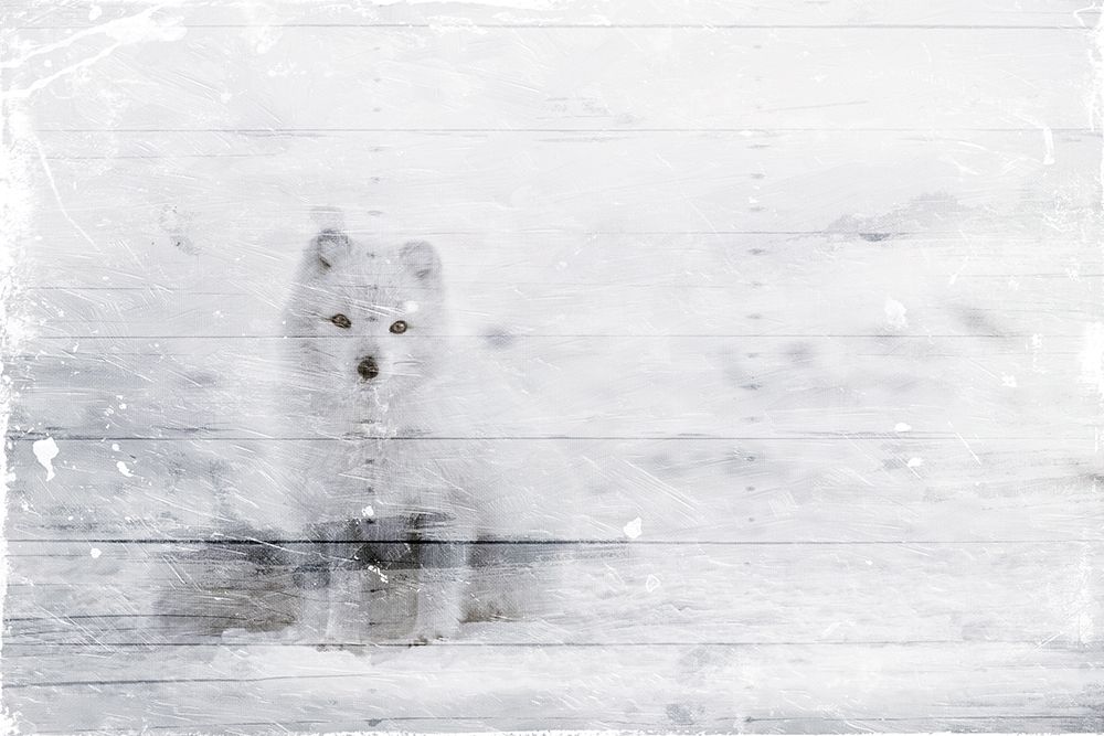 White Fox In The Distance art print by Milli Villa for $57.95 CAD