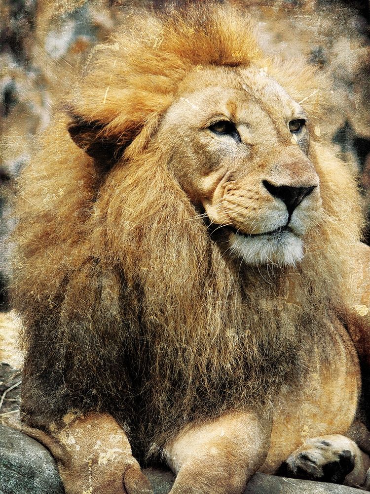Lions Look art print by Milli Villa for $57.95 CAD