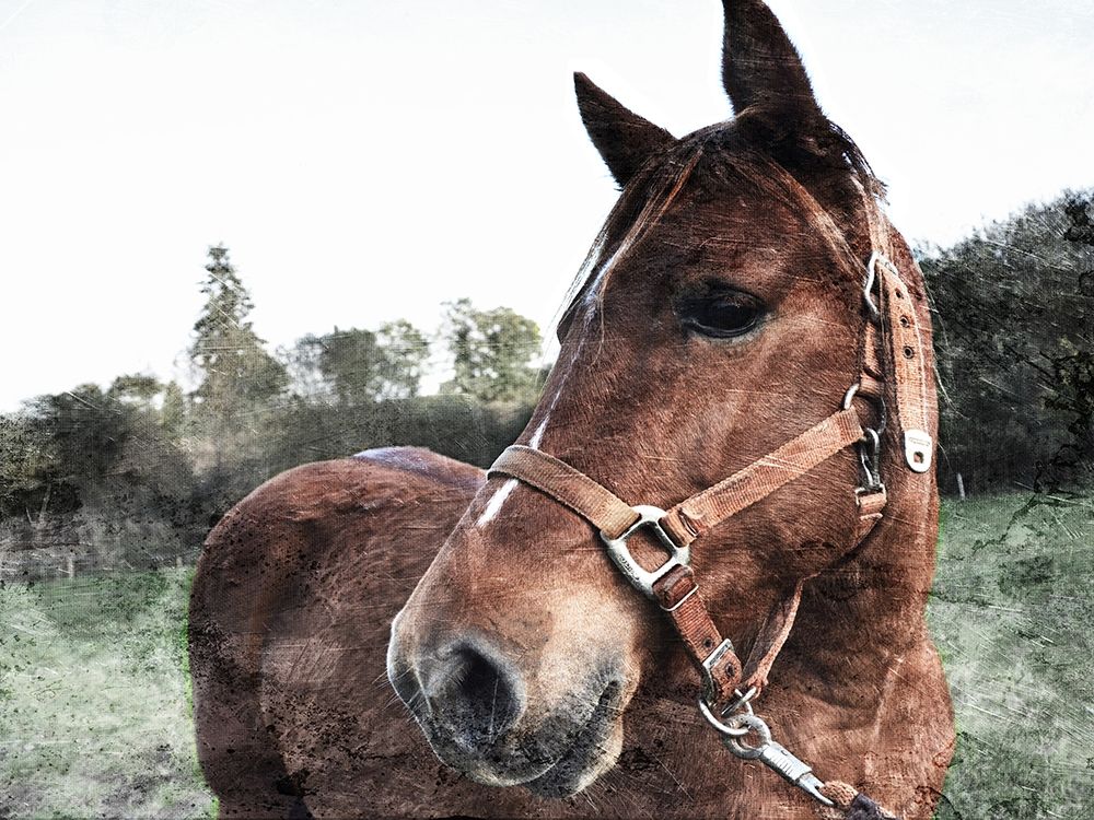 Horse Pose art print by Milli Villa for $57.95 CAD