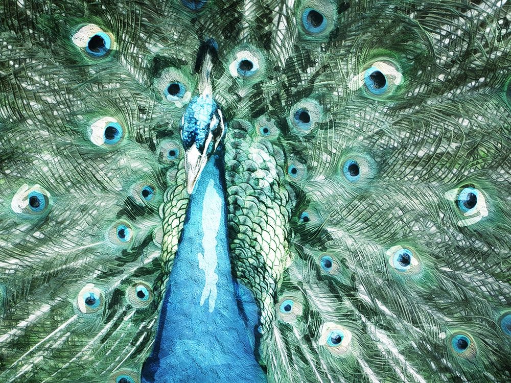 Looking Peacock art print by Milli Villa for $57.95 CAD