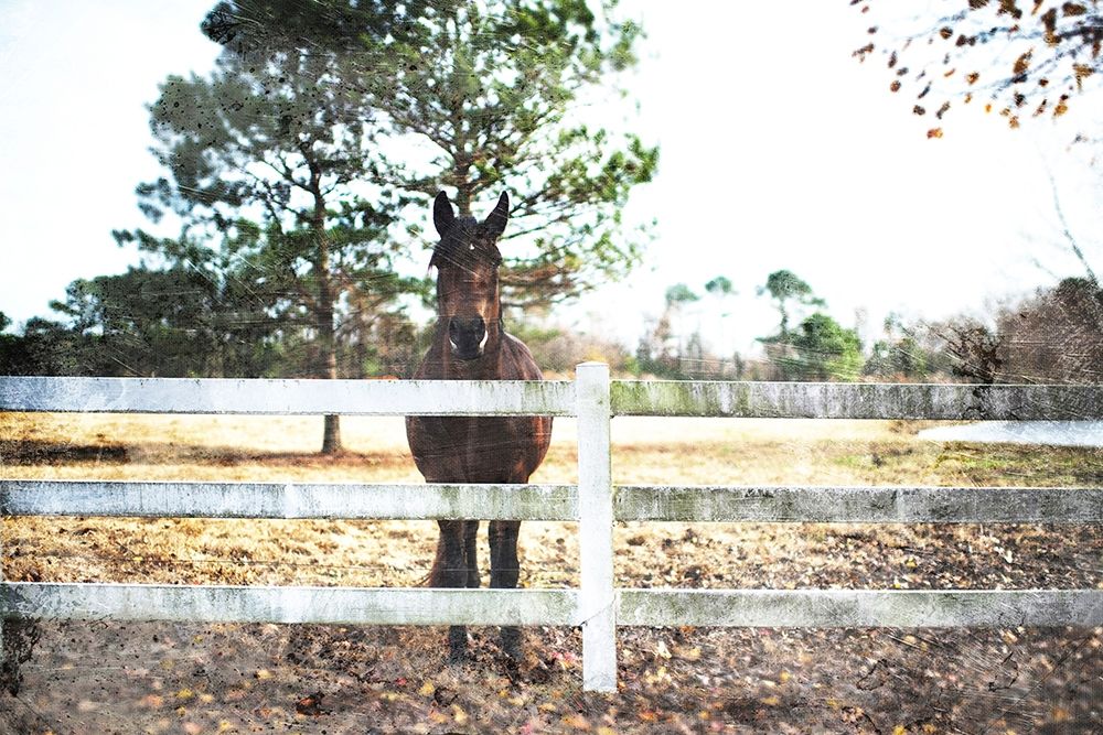 Waiting Horse art print by Milli Villa for $57.95 CAD