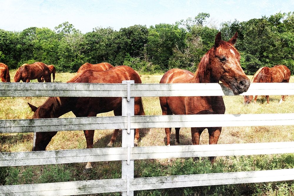 Horse Farm art print by Milli Villa for $57.95 CAD