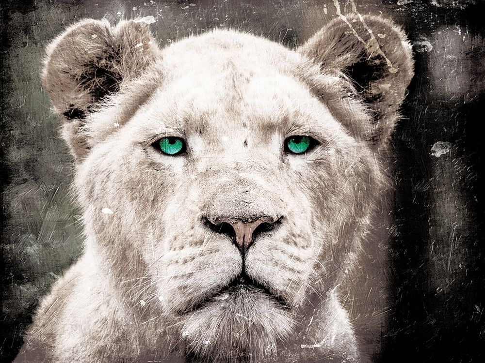 Lioness Look art print by Milli Villa for $57.95 CAD