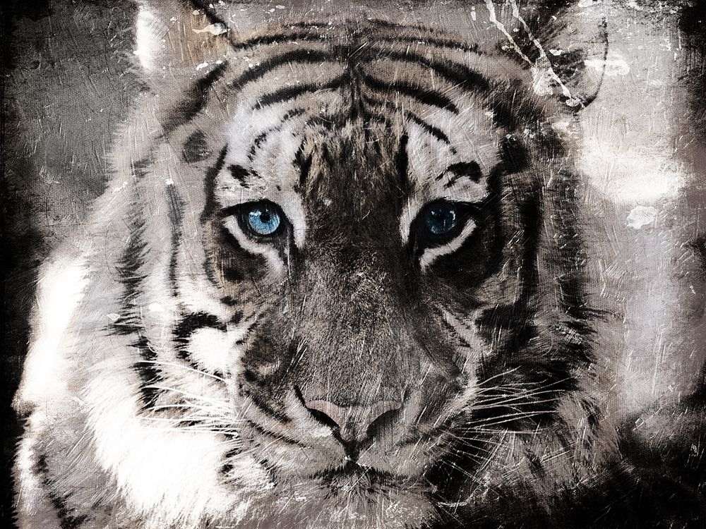 Tiger Look art print by Milli Villa for $57.95 CAD
