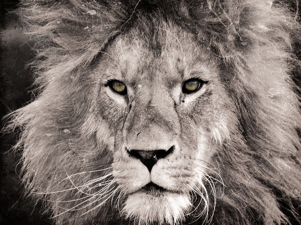 Lion Look art print by Milli Villa for $57.95 CAD
