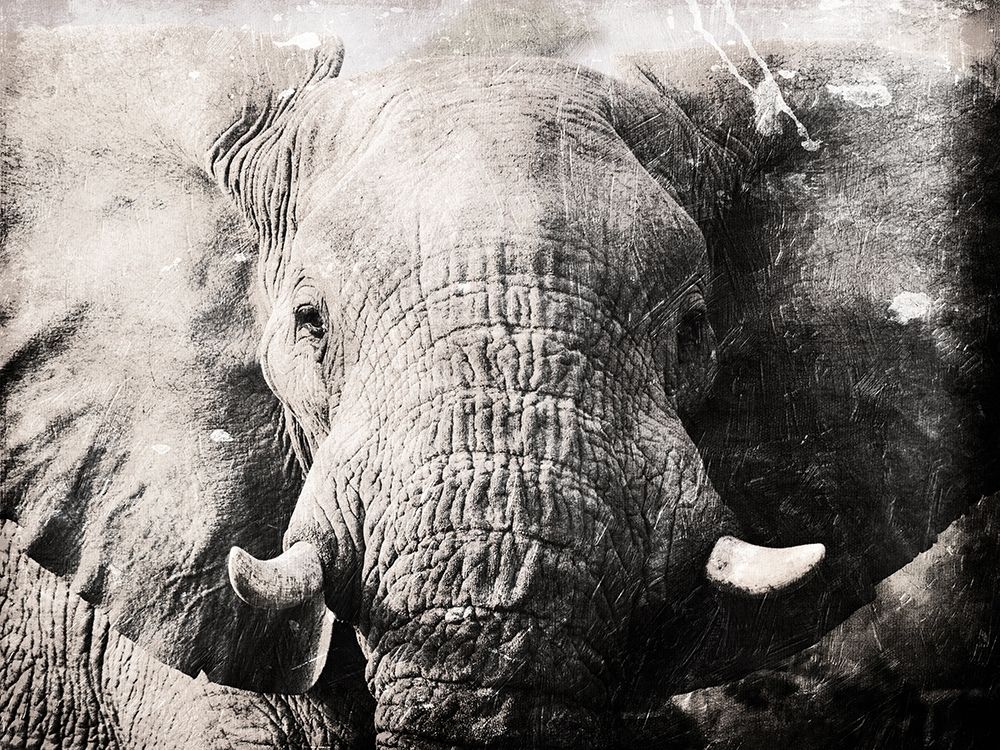 Elephant Look art print by Milli Villa for $57.95 CAD