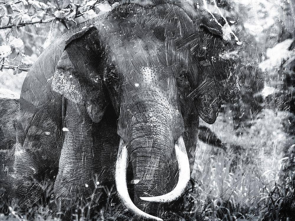 Elephant Look Two art print by Milli Villa for $57.95 CAD