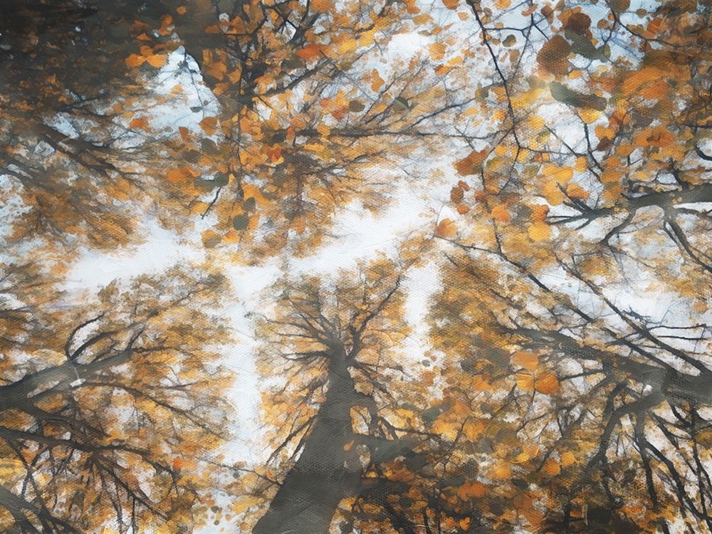 Look Up In The Forest art print by Milli Villa for $57.95 CAD