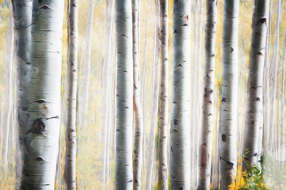 Birch Family art print by Milli Villa for $57.95 CAD