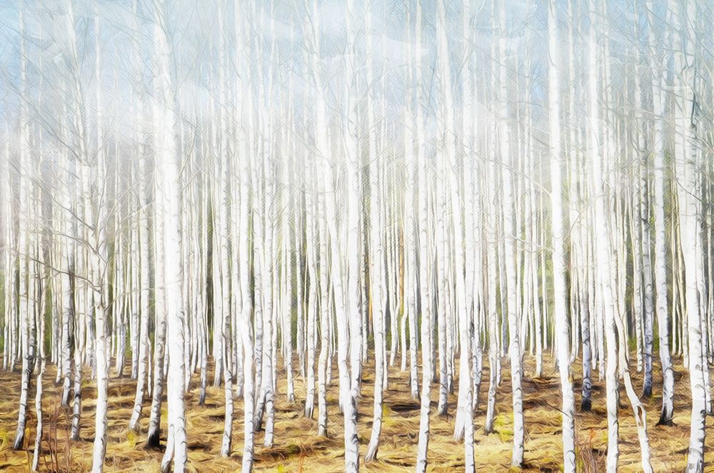 Birch In The Woods art print by Milli Villa for $57.95 CAD